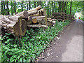 Timber stack: Stackpole Lodge Park