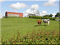 Cows, Streefe Glebe