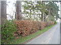 Beech hedge near Kirklands