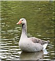 J4774 : Greylag geese, Kiltonga, Newtownards - May 2016(3) by Albert Bridge