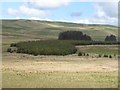 Plantation near Clearburn Loch