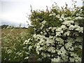 Hawthorn bush by Three Elm Lane