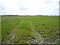 Crop field near Grange Farm