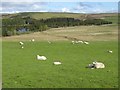 Sheep at Wester Alemoor