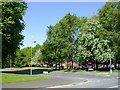 Trees by Merridale Street in Wolverhampton