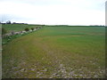 Crop field and hedgerow