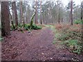 Bridleway to Graffham Court