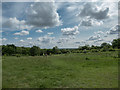 TQ2896 : London Loop, Trent Park, Cockfosters, Hertfordshire by Christine Matthews