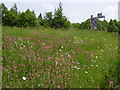 Wild flowers at Bluewater