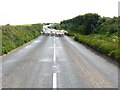 Sheep on the A381 near Salcombe