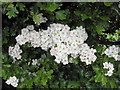 Hawthorn blossoms, Cormore