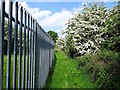 Fence and May blossom by Coleorton Brook