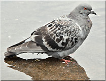 J3474 : Feral pigeon, Donegall Quay, Belfast (May 2016) by Albert Bridge