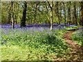 SX0864 : Bluebells on the walk from the car park to the house, Lanhydrock, Bodmin, Cornwall by Derek Voller