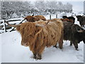 West Backhill of Lethenty: Highland Cattle