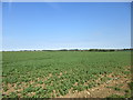 Bean field near Pyewipe Farm