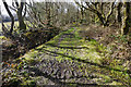 Slightly muddy path near Loughor