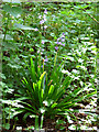 Bluebells beside the footpath