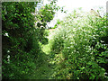 Cow parsley and hogweed