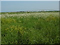 The Sheppey Crossing across Neatscourt Marshes