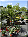 Garden centre shrub area near Codsall, Staffordshire