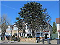 Araucaria aurucana, Ladysmith Road, EN1