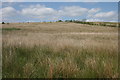 Rough grassland, Barraston