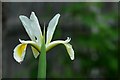 Arford Common: Iris