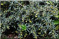 Arford Common: Berberis Julianae