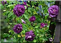 Arford Common: Rosa "Rhapsody in Blue"