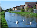 The New River between Carterhatch Lane and Hoe Lane (3)