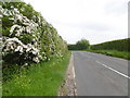 Hawthorn hedgerow alongside Hearts Delight Road