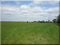 NY2660 : Grassland near Drumburgh by JThomas