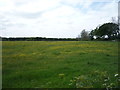 Meadow near Kirkland House