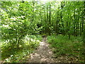 Footpath into the woods