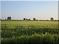 Barley field by the A52