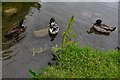 Ardington Brook: Three ducks