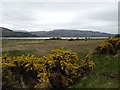 Gorse and Loch Carron