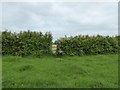 SJ7651 : Stile in hedge near Barthomley by Jonathan Hutchins