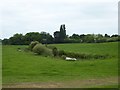 Field pond near Barthomley