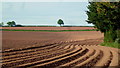 Potato field west of Hereford