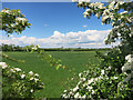 Meadow in May