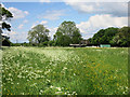 Meadow behind Chiltern Brewery