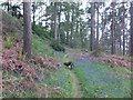 Inspecting the bluebells, Carse Wood