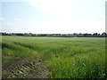 NY2956 : Crop field west of Kirkbampton by JThomas