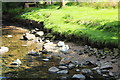 Swans at Glenrosa Water