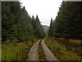 Logging road, Hyndhope Forest