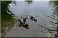 Ardington Brook: Three ducks and just one duckling