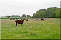 TL6939 : Calves in field, Steeple Bumpstead by Roger Jones