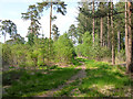 Path, Swinley Forest